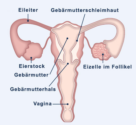 Sieht aus wie vor periode die gebärmutter der kurz Menstruationszyklus